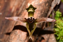 Chiloglottis grammata
