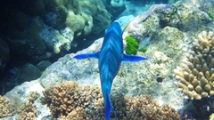 Chlorurus microrhinos