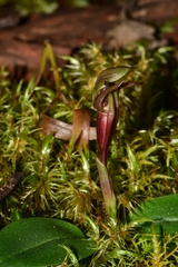Chiloglottis grammata