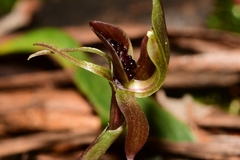 Chiloglottis grammata