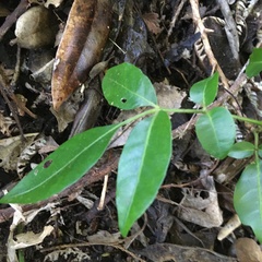 Dysoxylum spectabile