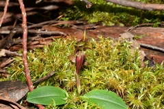 Chiloglottis grammata