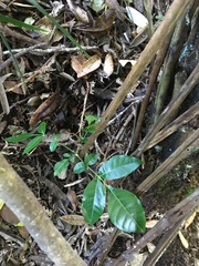 Dysoxylum spectabile