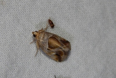 Deltote johnjoannoui