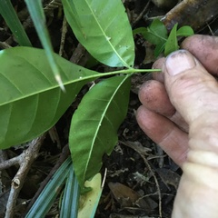 Dysoxylum spectabile