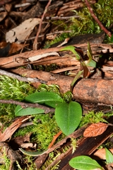Chiloglottis grammata