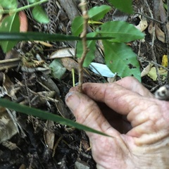 Dysoxylum spectabile