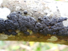 Annulohypoxylon