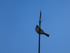 Pycnonotus sinensis formosae