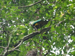 Ptilinopus magnificus