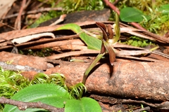 Chiloglottis grammata