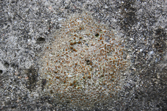 Protoblastenia rupestris