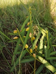 Chamaecrista mimosoides