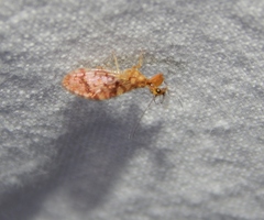 Mucroberotha vesicaria