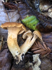 Cantharellus californicus