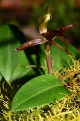 Chiloglottis grammata