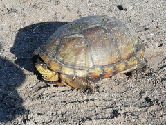 Kinosternon integrum