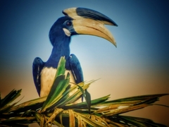 Anthracoceros coronatus