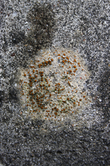 Protoblastenia rupestris