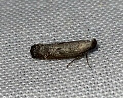 Dichomeris inversella