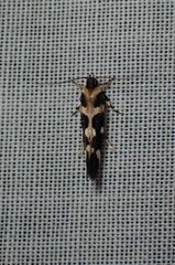 Macrobathra bigerella