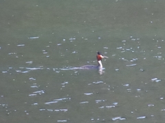 Podiceps cristatus australis