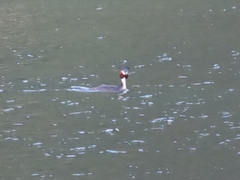 Podiceps cristatus australis