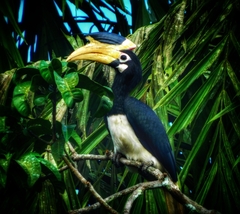 Anthracoceros coronatus