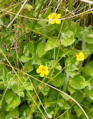 Erythranthe moschata