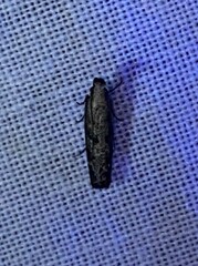 Dichomeris inversella