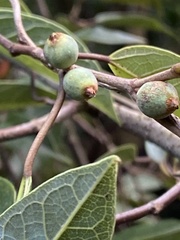 Ficus sarmentosa nipponica