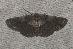 Geometridae