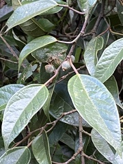Ficus sarmentosa nipponica