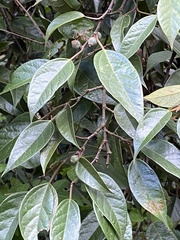 Ficus sarmentosa nipponica