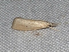 Eoreuma densellus