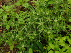 Eryngium foetidum