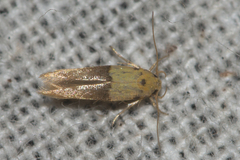 Stathmopoda auriferella
