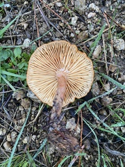 Lactarius rubidus
