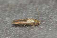 Stathmopoda auriferella
