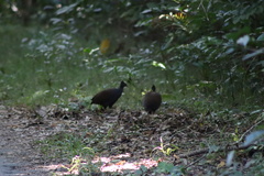 Megapodius reinwardt