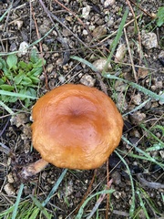 Lactarius rubidus