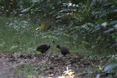 Megapodius reinwardt