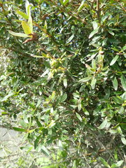 Laurus nobilis
