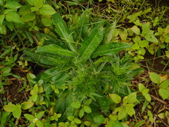 Eryngium foetidum