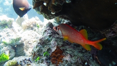 Sargocentron spiniferum