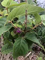 Callicarpa formosana formosana