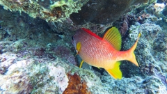 Sargocentron spiniferum