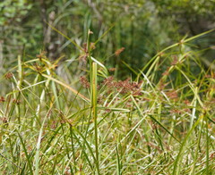 Cyperus lucidus