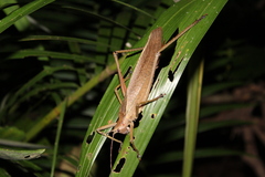 Segestidea queenslandica