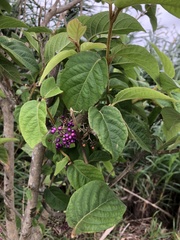 Callicarpa formosana formosana